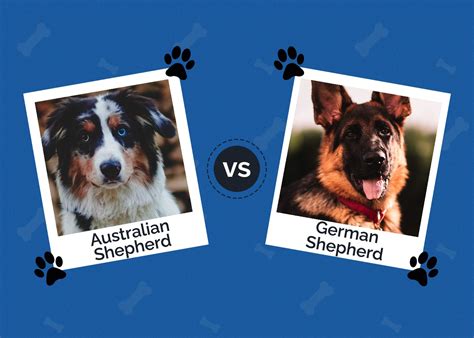 Australian Shepherd vs. German Shepherd: The Key Differences (With Pictures) | Hepper