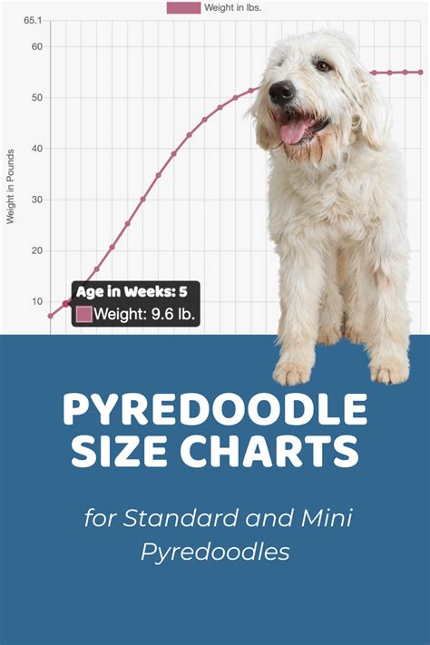 Pyredoodle Size Chart for Standard and Mini Pyredoodles | Interactive ...