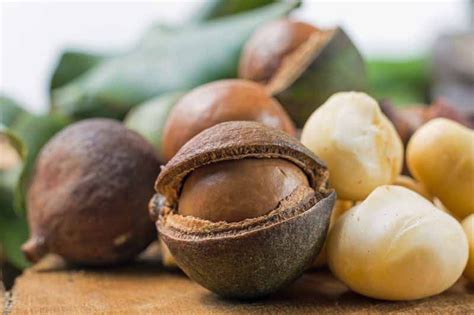 When and How to Harvest Macadamia Nuts | Gardener's Path | Macadamia nuts, Macadamia, Exotic fruit