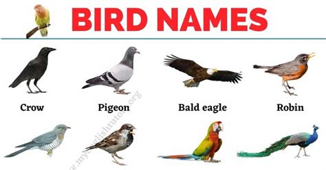 Bird Names! In this section, we will show you a list of common bird names in English with the ...