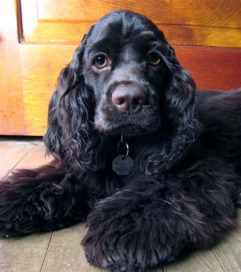 Visit our website for even more details on "cocker spaniel dog". It is ...