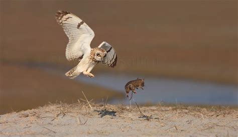 Perfectly-Timed Photos of Animals Hunting For Food