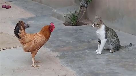 Best Chicken And Cat Fight Ever - Funny Cat Fighting Videos - YouTube