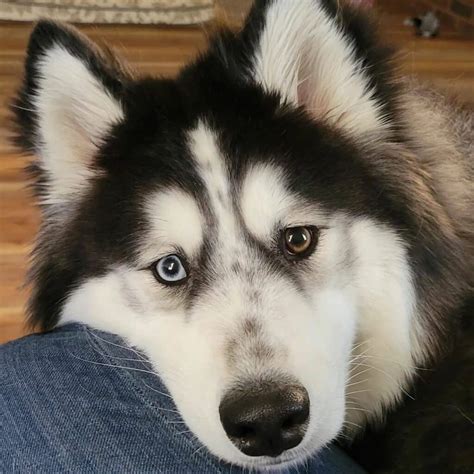 Samoyed Husky Mix (Samusky): Owner's Guide