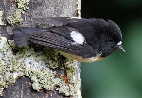 Tomtit | New Zealand Birds Online | Birds, Pitt island, Chatham islands