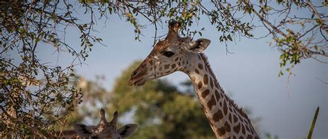 Giraffe Habitat Loss - Wigrasa