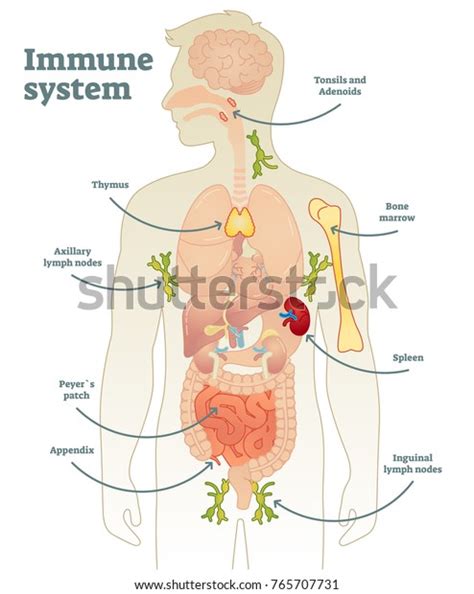 Illustrated Vector Human Immune System Full Stock Vector (Royalty Free) 765707731 | Shutterstock