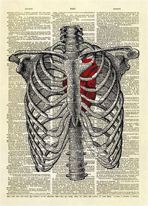 Human Rib Cage with Heart Dictionary Art Print | Human rib cage ...