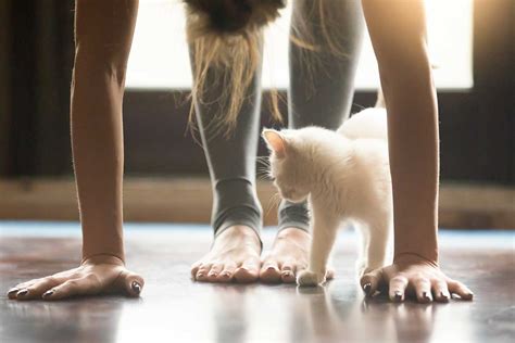 Nameowste: Cats Reap Yoga Benefits, Too | Fear Free Happy Homes