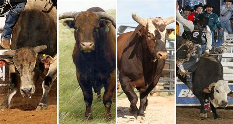 Top 5 Bulls in Bucking Bull History - Cowboy Lifestyle Network