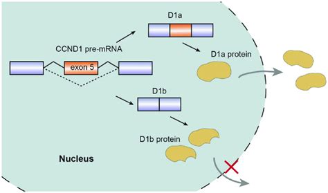 Schematic representation of CCND1 pre-mRNA splicing mechanism ...