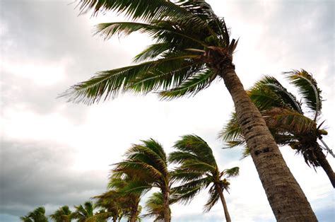 Palm tree at the hurricane - Eckerd Connects