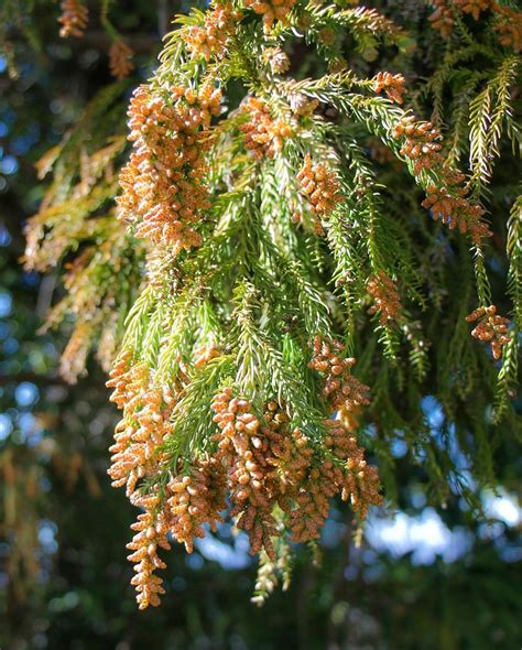 Cedar Tree Explosion [With Interesting Facts and Warnings!]