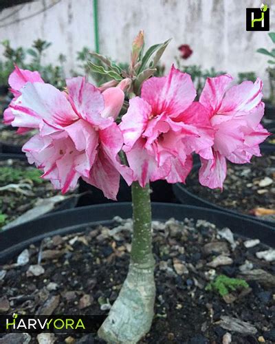 Jingle Bells(Double petal rose white Adenium Bonsai Plant)[code-HMJB] (Flowering plant) - Harvyora