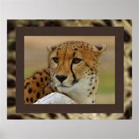 Cheetah Poster | Zazzle