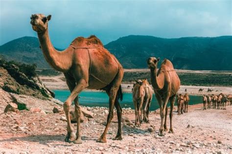 Nizwa Fort: Most Popular Tourist Attraction in Oman | The Vacation Gateway