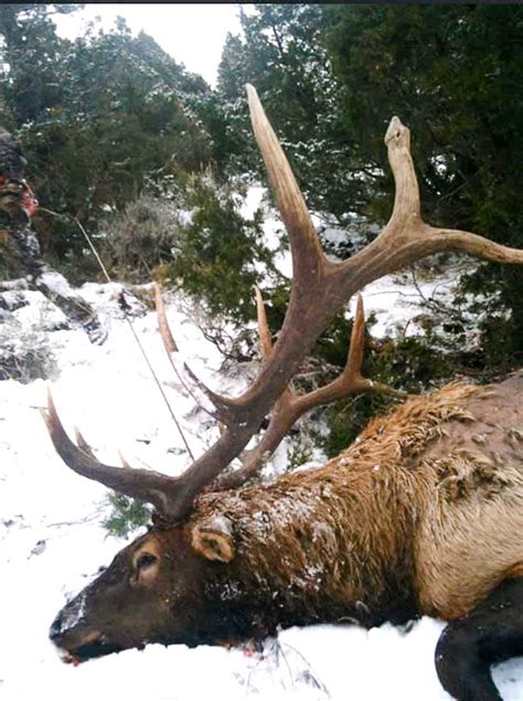 Montana Elk Hunting Tips - The Dude Blog