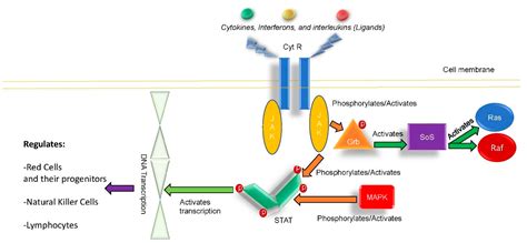 Antibiotics | Free Full-Text | Frequent Klebsiella pneumoniae Urinary Tract Infections in a ...