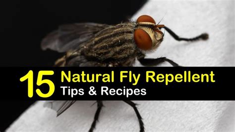 Keeping Flies Away - 15 Natural Fly Repellent Tips and Recipes