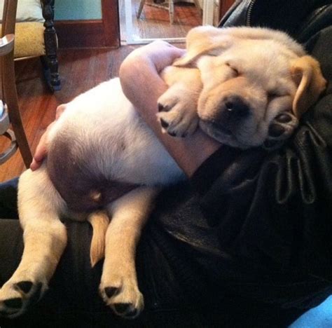 Sleepy baby | Labrador, Cute animals, Little puppies