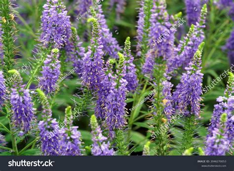 1,111 Veronica Spicata Images, Stock Photos & Vectors | Shutterstock