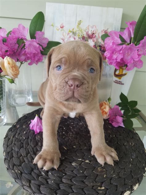 Dogue De Bordeaux Puppies For Sale | Beachwood, OH #200112