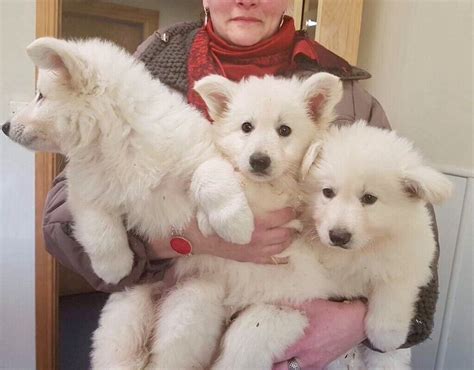 Swiss White Shepherd puppy | in Newry, County Down | Gumtree