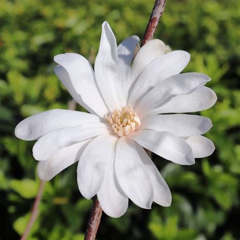 Magnolia stellata - Warners Nurseries