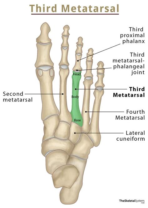 Third Metatarsal Bone Location, Anatomy, Diagram, 41% OFF