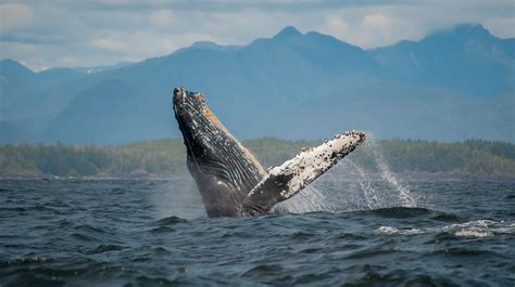 Whale Watching on the North Olympic Peninsula