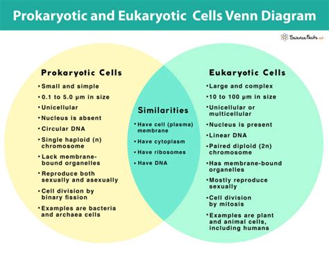 Differences Between Prokaryotic Cell And Eukaryotic Cell