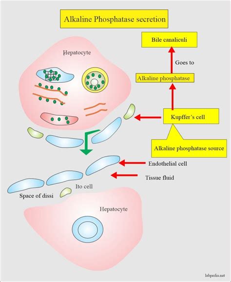 Alkaline Phosphatase (ALP)