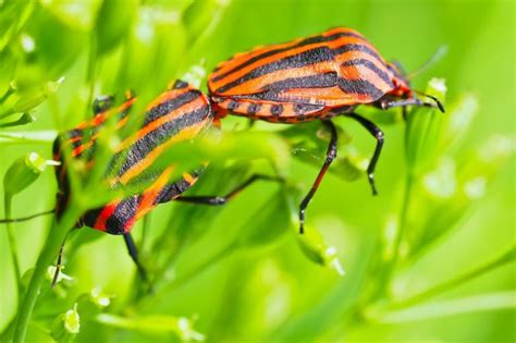 30 Insects that Are Decomposers (A to Z List + Pictures) – Fauna Facts