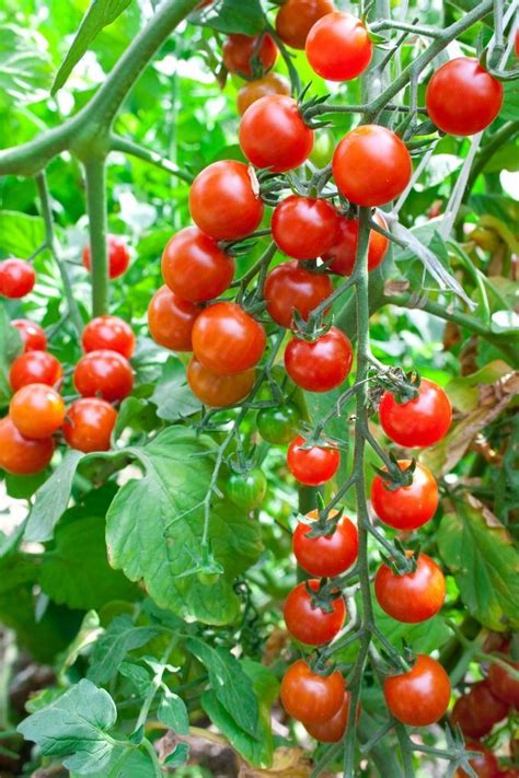 Growing Cherry Tomatoes in Pots | Growing cherry tomatoes, Cherry tomato plant, Tomato garden