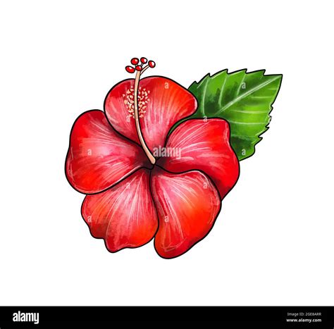 Hibiscus Flower Drawing