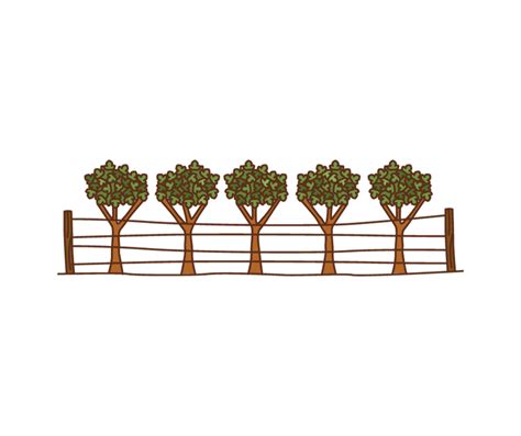 14 Best Trees for Fence Line in Australia - Yard Work