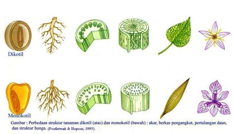 Ciri Ciri Tumbuhan Monokotil dan Perbedaannya dengan Dikotil - UtakAtikOtak.com