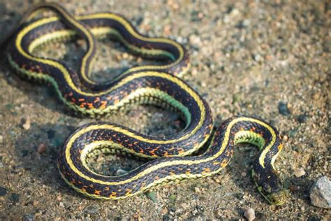 5 Species of Garter Snakes in Texas (Pictures) - Wildlife Informer