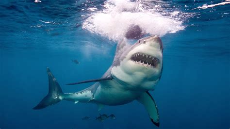 Australian sharks declared the world's deadliest after eight fatal ...