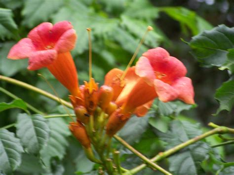 Trumpet Vine has been trained into weeping tree form_favorite of hummingbirds photo taken by ...