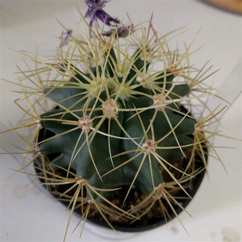 Ferocactus glaucescens, Blue Barrel Cactus in GardenTags plant encyclopedia