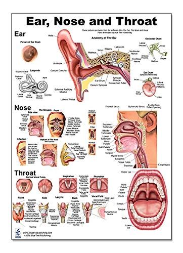 Ear Nose And Throat Insert Clipboard | ubicaciondepersonas.cdmx.gob.mx