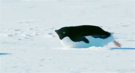 Fat Penguin GIF - Find & Share on GIPHY