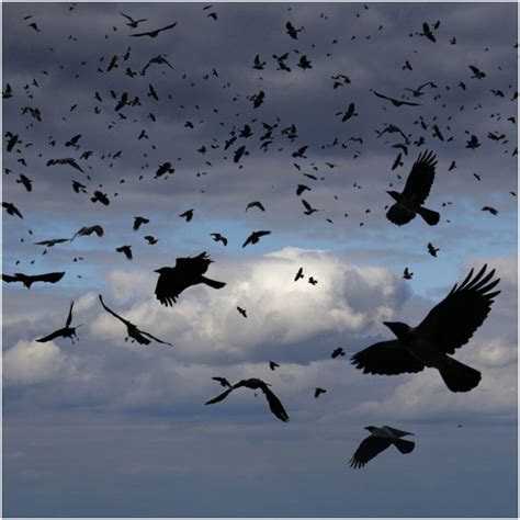 What is the Spiritual Meaning of Seeing Crows? + Myths & Dream Interpretation - Insight state