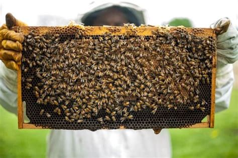 Honey Bee Farming: How to Start Honey Processing Business - Just Credible