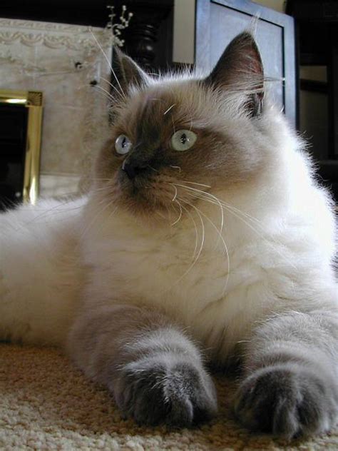 Ragdoll Cat Photo Gallery