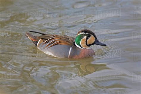 A Male Baikal Teal, Anas formosa on water - Stock Photo - Dissolve