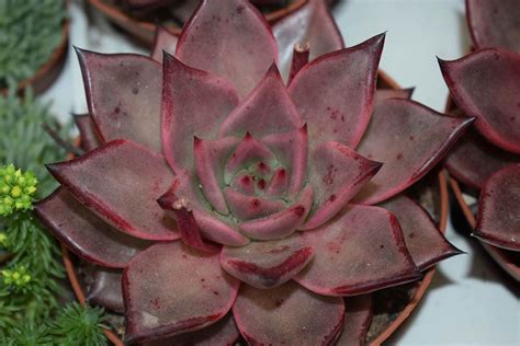 19 Types of Mini Succulents (With Pictures) | House Grail