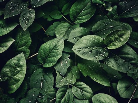 Close-Up Photography of Leaves With Droplets · Free Stock Photo