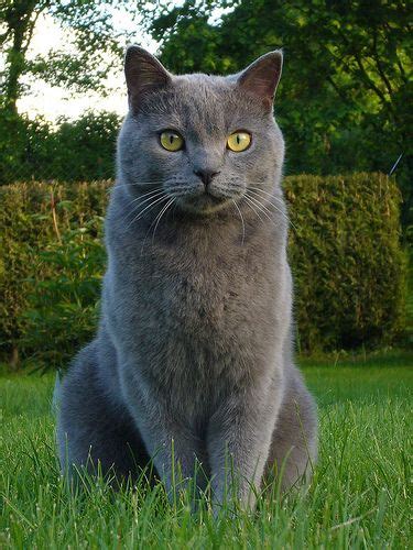 12 Different Grey Cat Breeds That You Will Love - Cats In Care